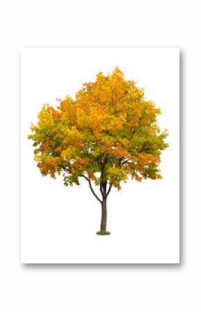 Autumn tree isolated