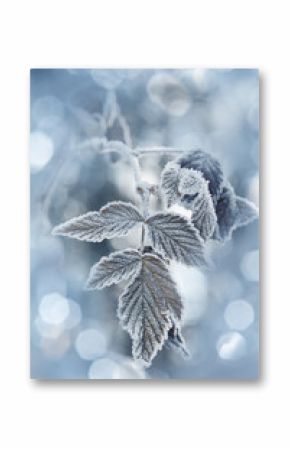 a frozen leaf and bokeh