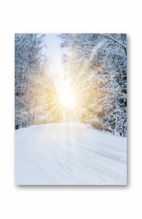 winter landscape forest