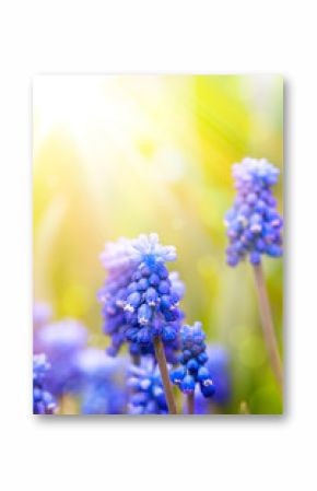Art  beautiful spring flowers background