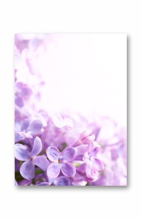 Art Spring lilac abstract background