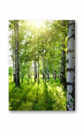 summer birch woods with sun