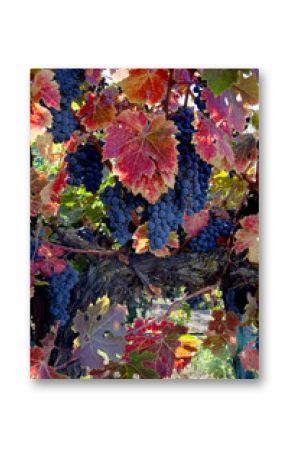 Red Wine Grapes on Vine
