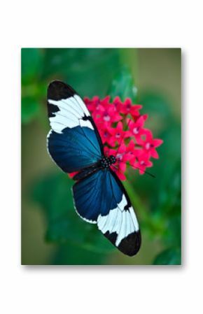 Sara Longwing (Heliconius sara) butterfly