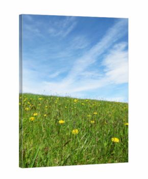 Löwenzahn Wiese im Sommer mit schönem blauem Himmel mit Wolken 1