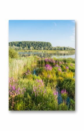 Flowering Purple Loosestrife