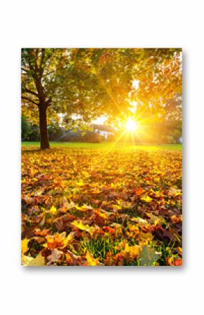 Sunny autumn foliage