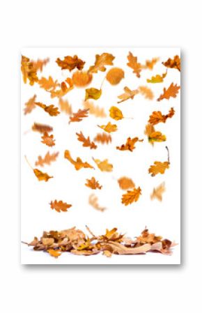 Oak autumn leaves falling to the ground, white background.