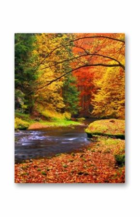 Autumn landscape, colorful leaves on trees, morning at river.