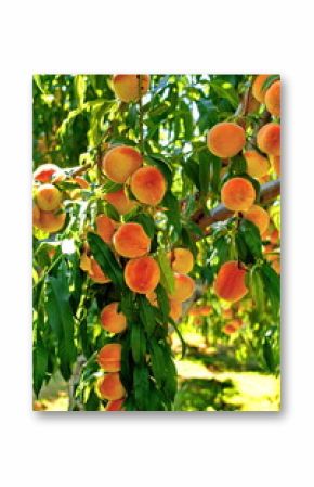 Fruit garden. Peach tree.