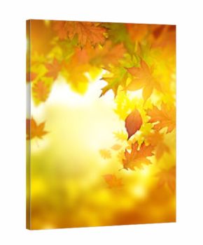 Autumn Falling Leaves