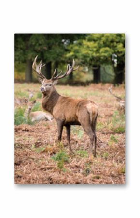 Red deer stag during rutting season in Autumn