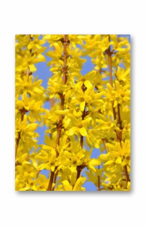 floraison d'un forsythia