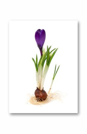 crocus bulb