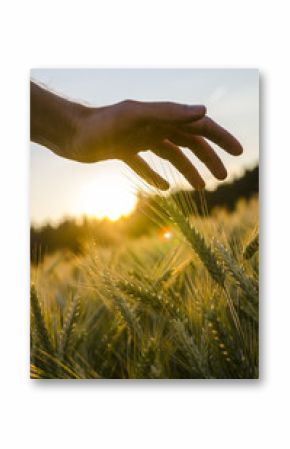 Male hand stroking wheat field.
