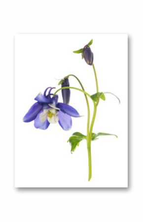 blue columbine flower with buds and flowers, isolated