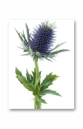 Thistle