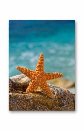 starfish on the beach