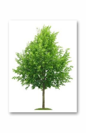 Freigestellter Lindenbaum mit Blütenknospen