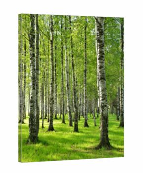 Birch trees in spring