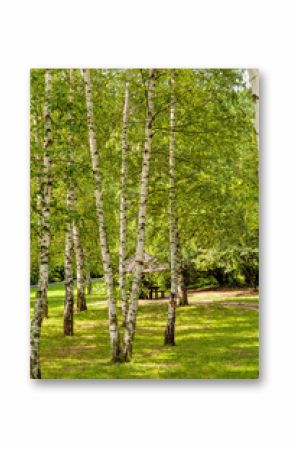 Siver birch trees