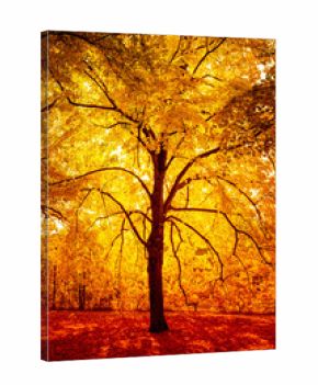 autumn