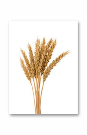 Ears of wheat