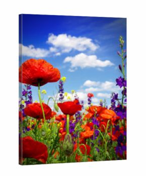 Summer wildflowers and clouds