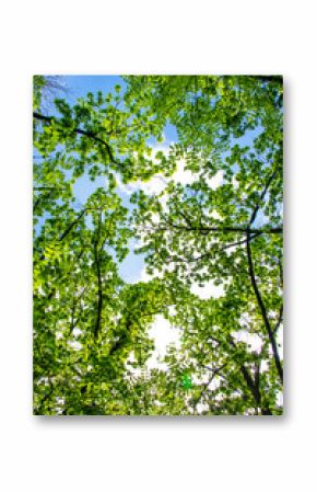 spring landscape of trees