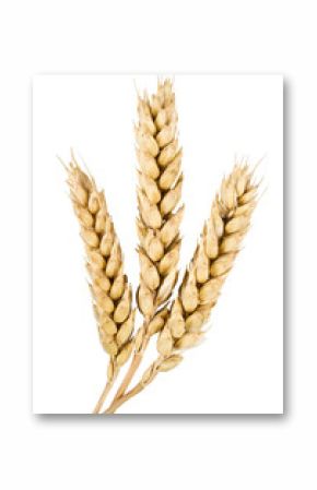 ears of wheat