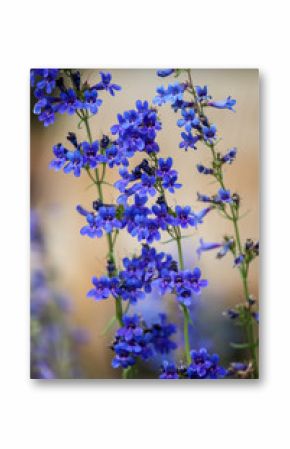 Tiger Beardtongue (Penstemon mensarum)