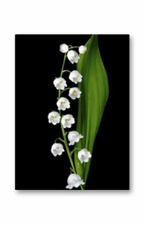 The branch of lilies of the valley flowers isolated on black bac