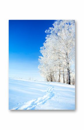 winter landscape a with the blue sky, a  footpath  and the fores