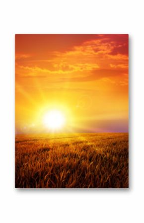 sunset on the meadow