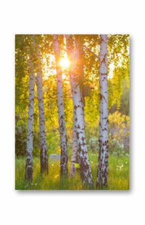 birch trees in a summer forest