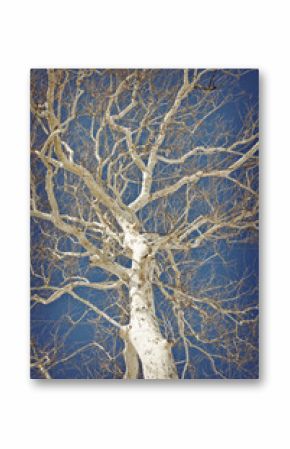American Sycamore