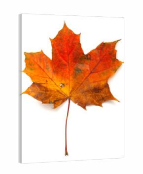 Maple leaf