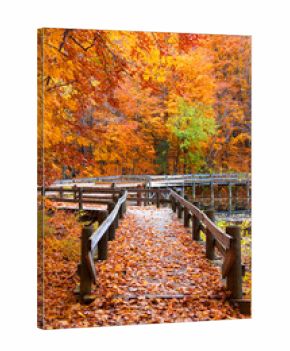 Small bridge through autumn trees