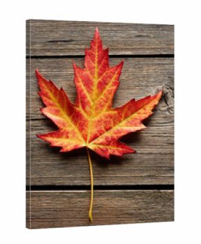 Autumn maple leaf over wooden background