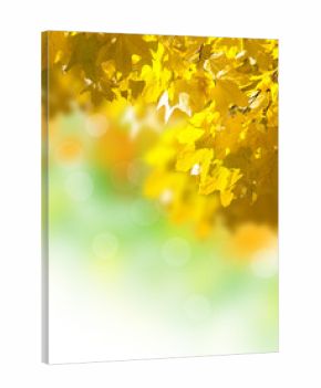 autumn yellow leaves