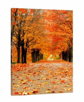 Ablaze in orange color, lane disappears in distance.  Fall foilage is seen at its best in Harrison, Arkansas.