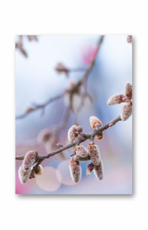 Weiche Blütenkätzchen, Winterende, Vorfrühling, Pollen