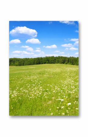 Spring meadow with blue sky