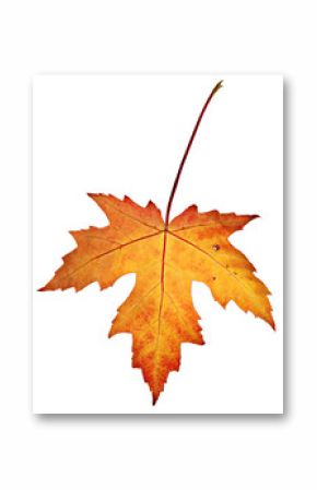 Orange fall leaf isolated on a white background