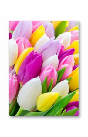 Tulpen