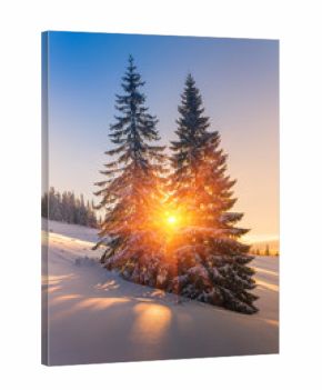 View of snow-covered conifer trees and snowflakes at sunrise. Merry Christmas's or New Year's background.