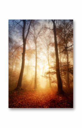 Faszinierendes Licht bei Nebel im Wald