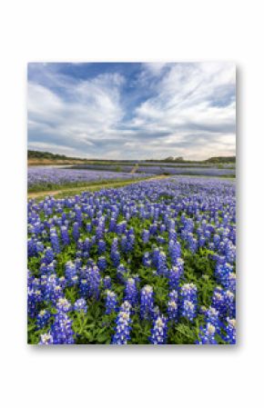 Texas bluebonnet field in Muleshoe Bend, Austin, TX.
