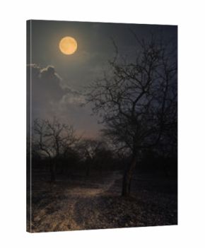 night in the winter garden