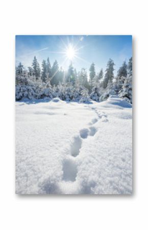 Winterlandschaft auf dem Feldberg